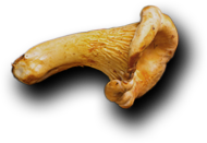 Nimit Palace - Restaurant & Catering HTML Template