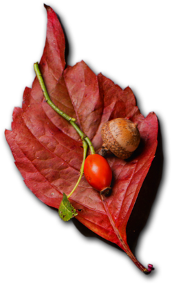 Nimit Palace - Restaurant & Catering HTML Template