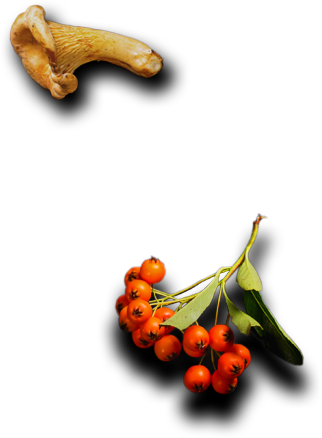 Nimit Palace - Restaurant & Catering HTML Template